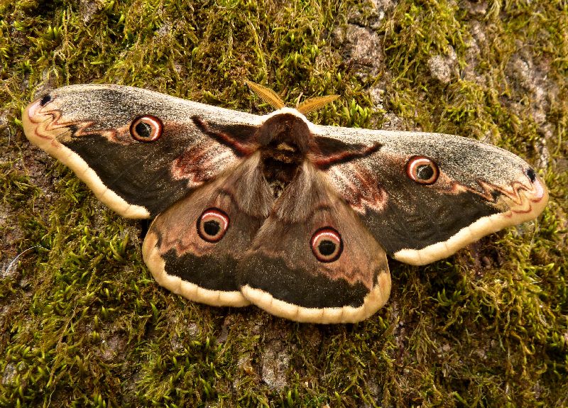 una gradita sorpresa Saturnia minore